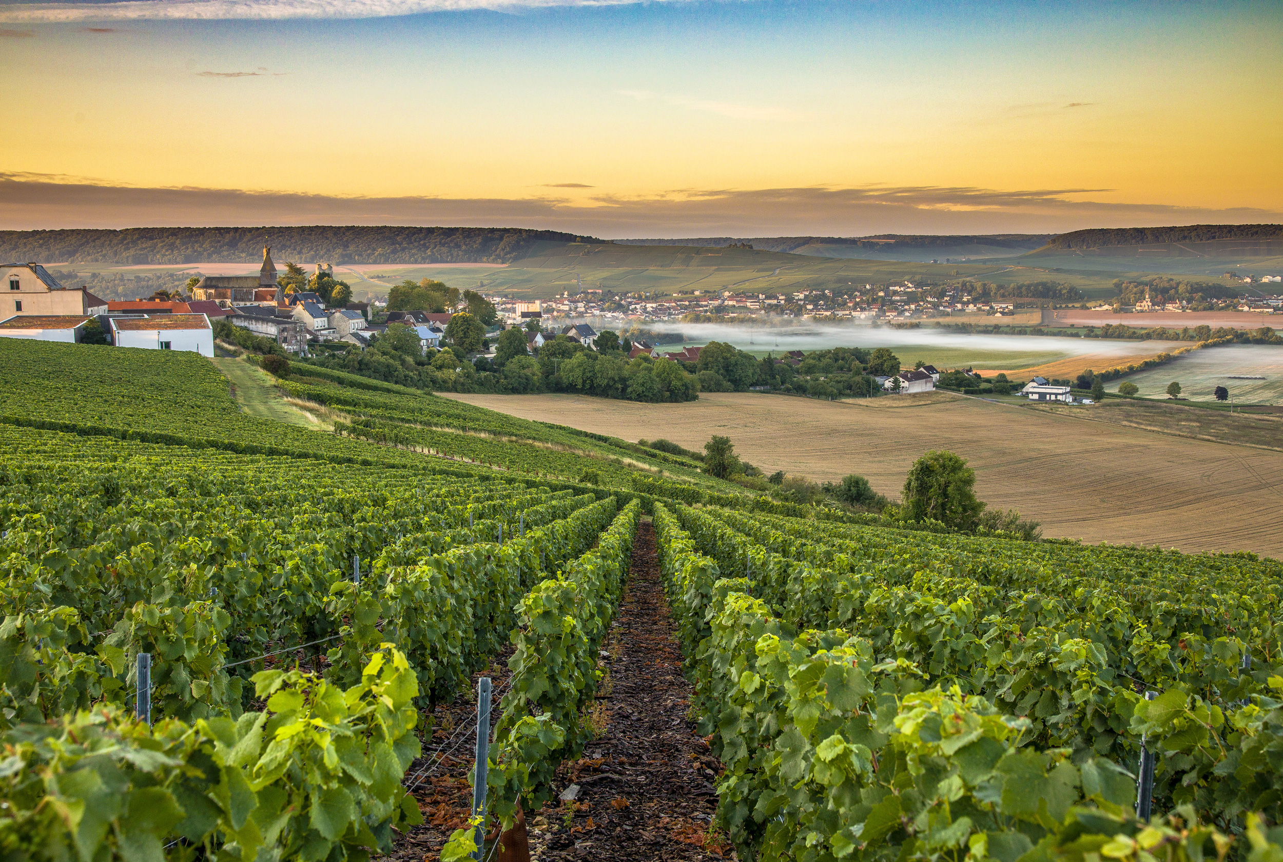 Vendre des vignes