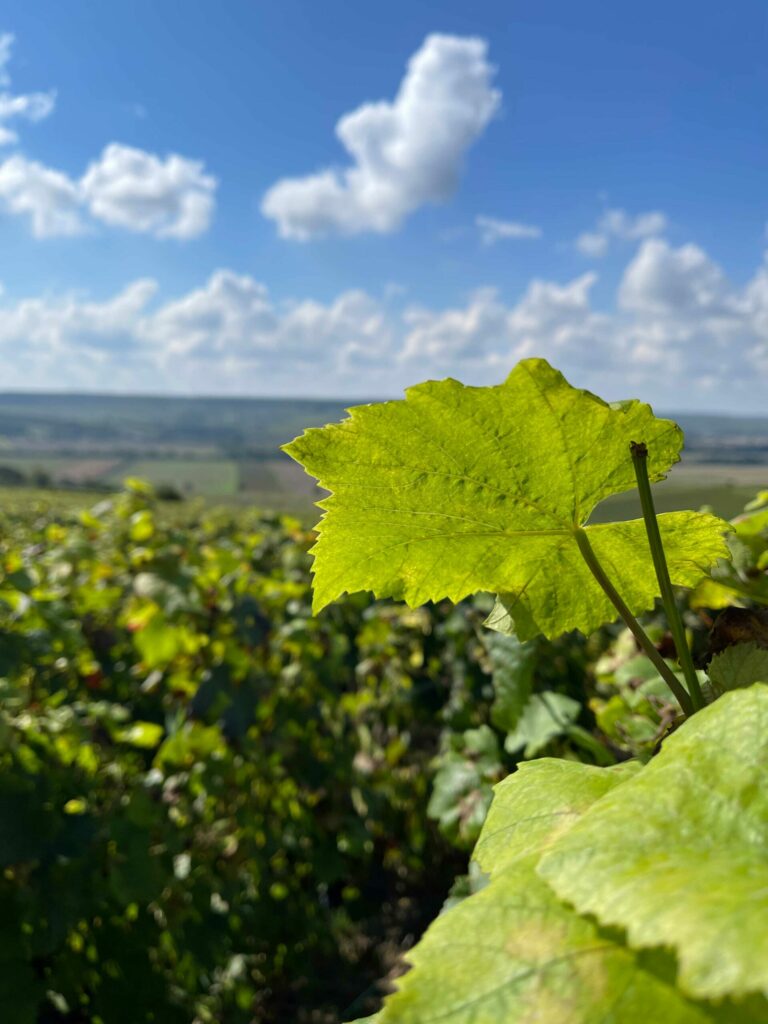 Vignoble vallée de la Marne
